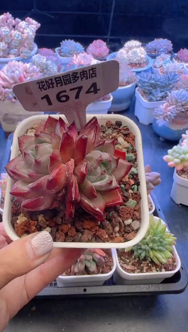 【闪购商品】1674.