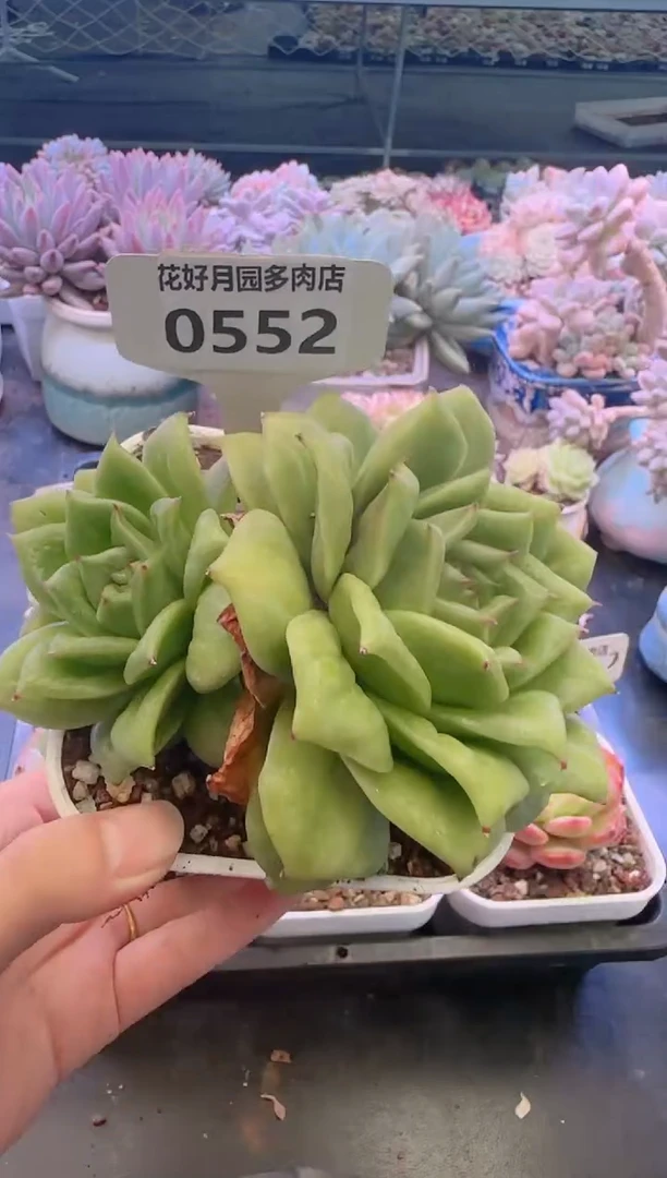【闪购商品】0552.