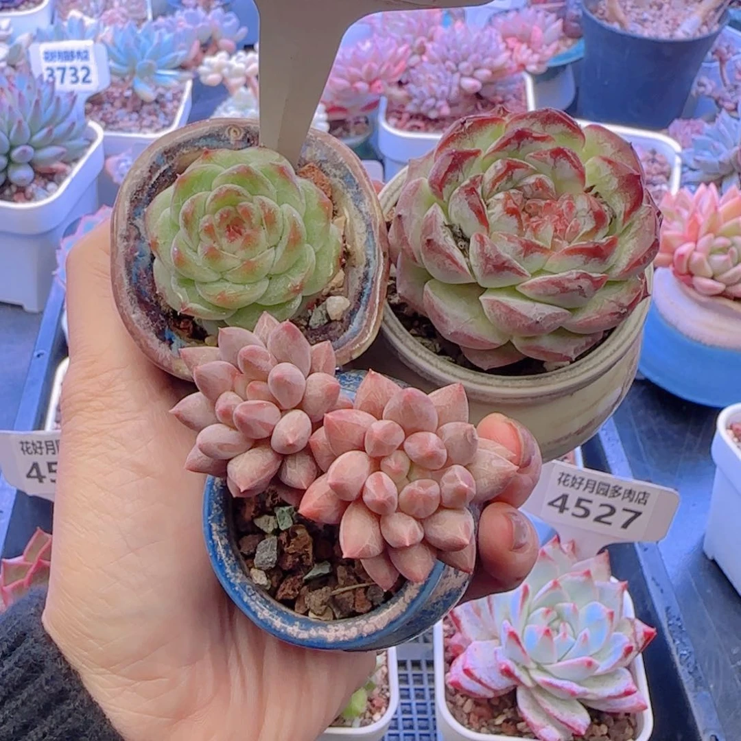 s****?多肉植物4534！…………..