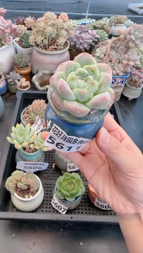 【闪购商品】5611带盆