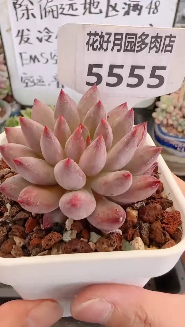 【闪购商品】5555车厘子