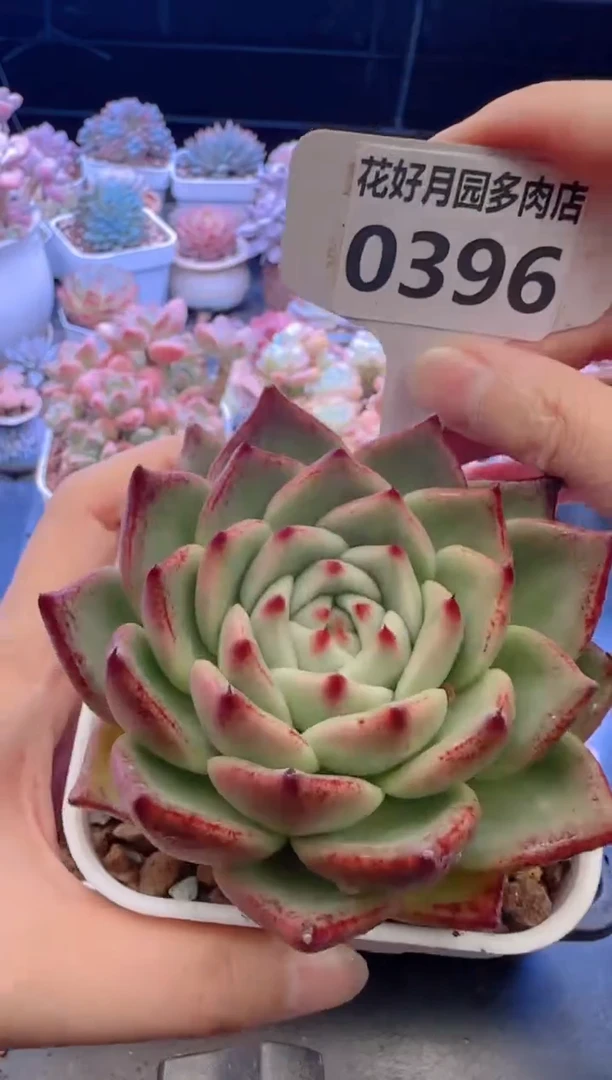 【闪购商品】0396蓝龙杂交