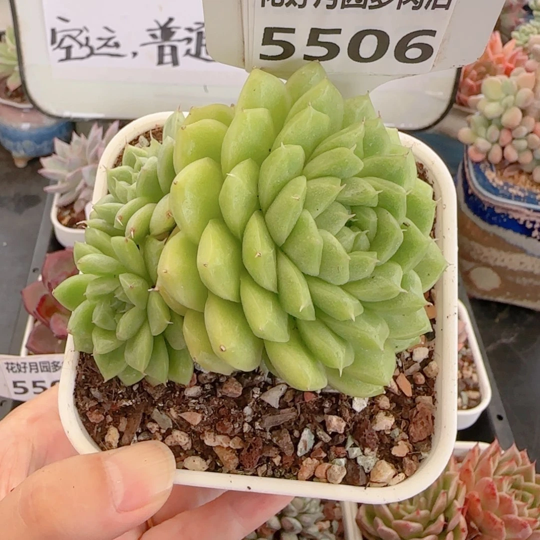 多肉植物5506……………..