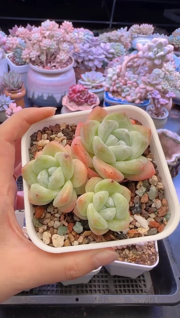 【闪购商品】5726.