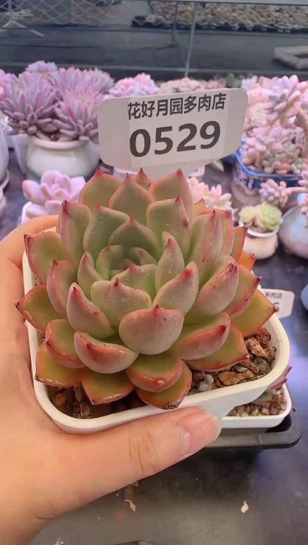 【闪购商品】0529.