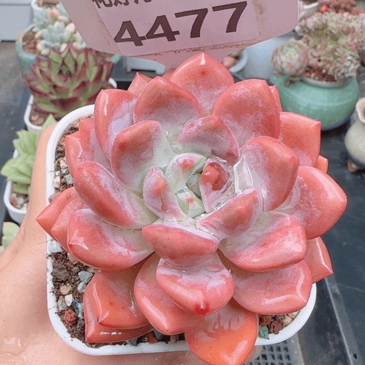 多肉植物4477………..