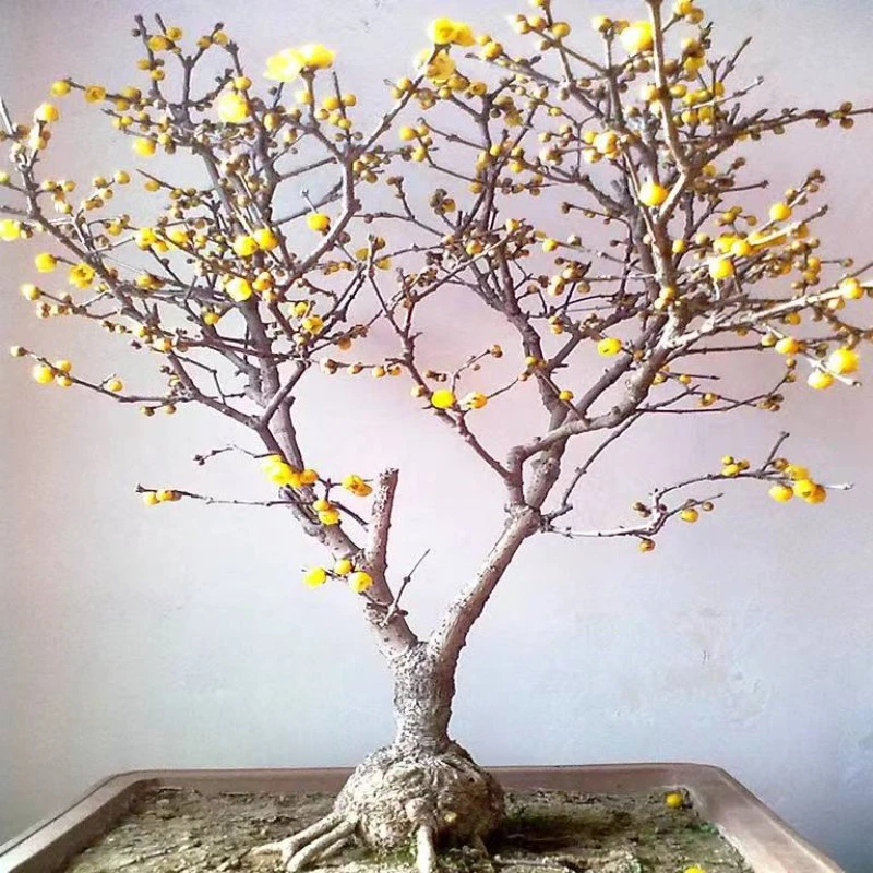 腊梅花树苗丛生盆栽大型棒棒糖嫁接冬季美观.室外地栽庭院风景树