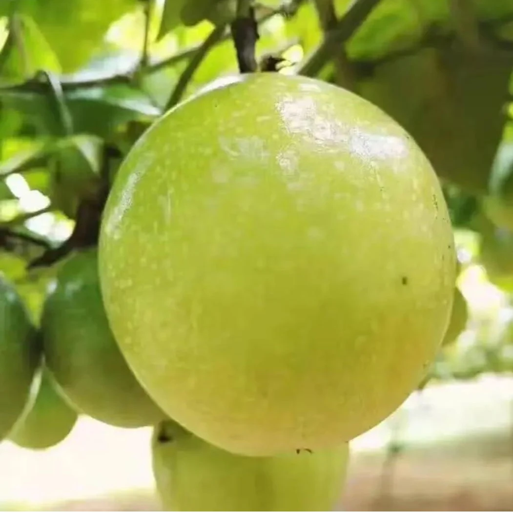 赣南黄金百香果钦蜜百香果 新鲜现摘 带箱5.1斤 风味口感鲜甜