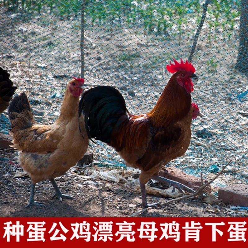 【年货】10枚包邮土鸡蛋土鸡种蛋受精蛋可孵化柴鸡蛋种蛋当天新鲜