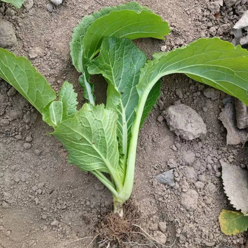 新鲜油菜 农家鲜嫩油菜苗露天 火锅制酸菜蔬菜油菜苗可食用可种植