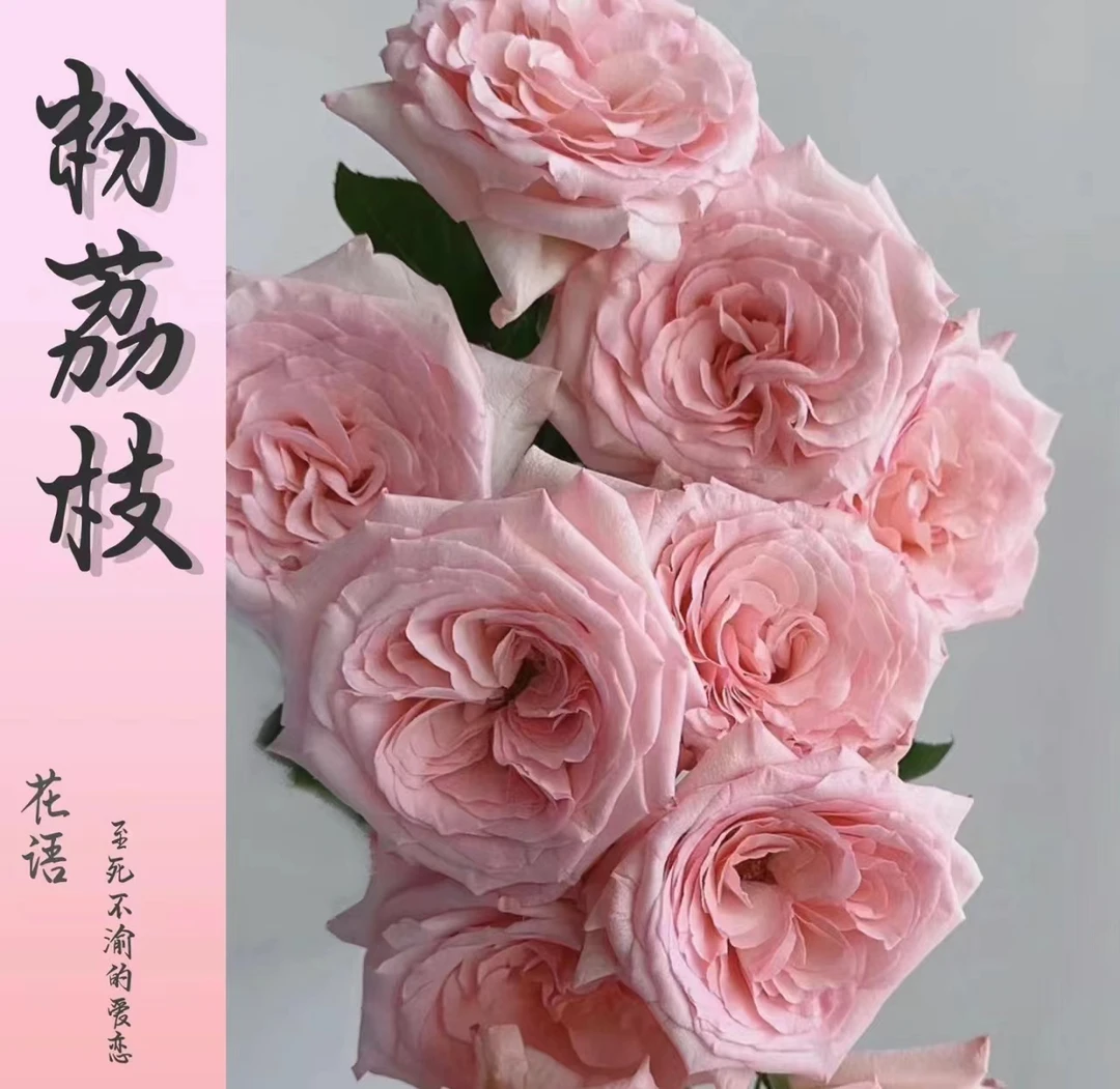 【荔枝玫瑰】云南基地直发顺丰冷链包邮