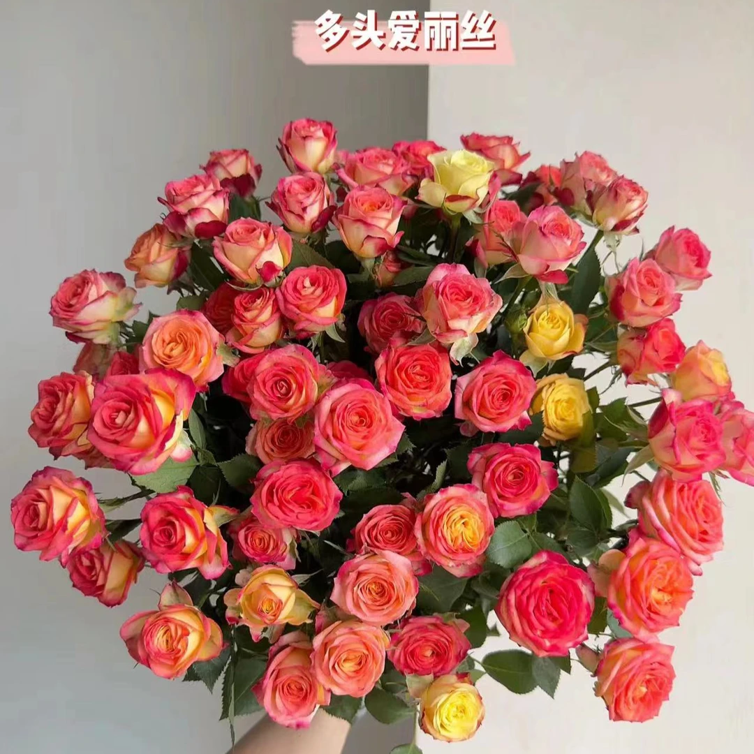 【爱丽丝多头玫瑰】云南基地直发冷链包邮