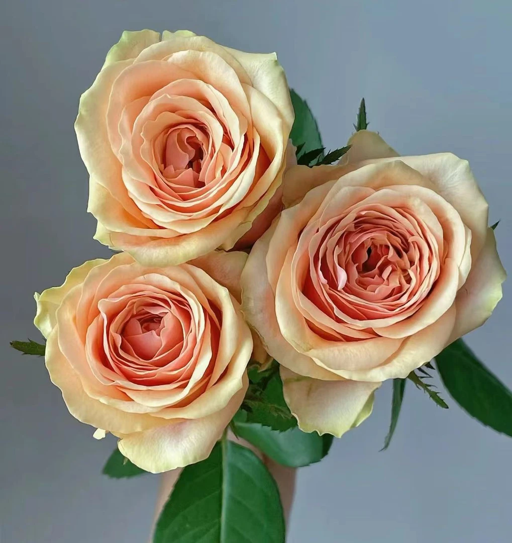 宸君推荐【迪威娜】云南基地直发冷链包邮