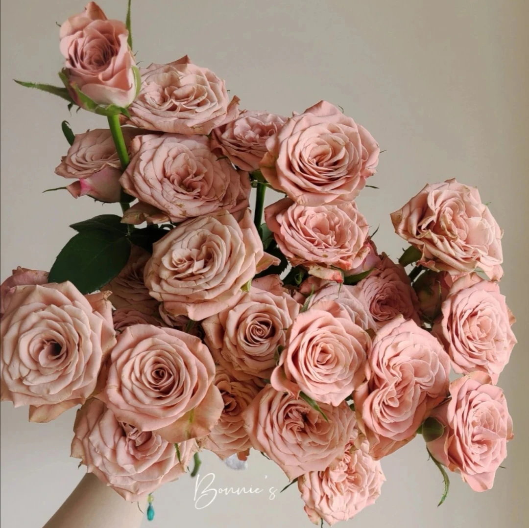 【多头卡布奇诺】云南直发顺丰冷链包邮