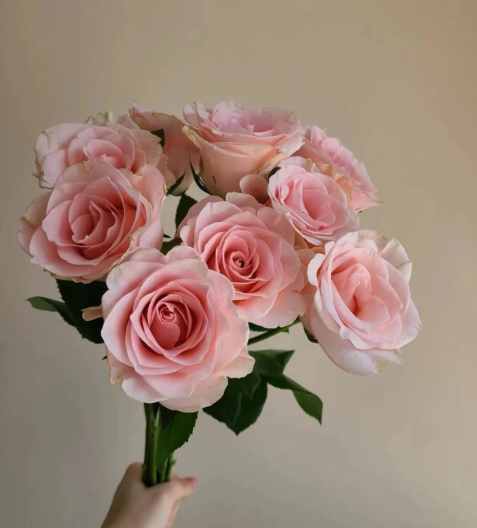 【粉色爱神玫瑰】云南基地直发顺丰包邮