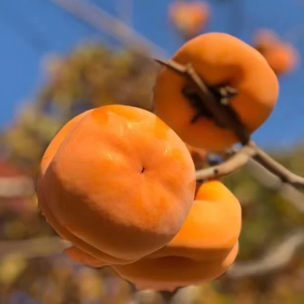 【粉丝福利】正宗太行山麓柿子沟磨盘柿子应季水果现摘现发软糯爆甜