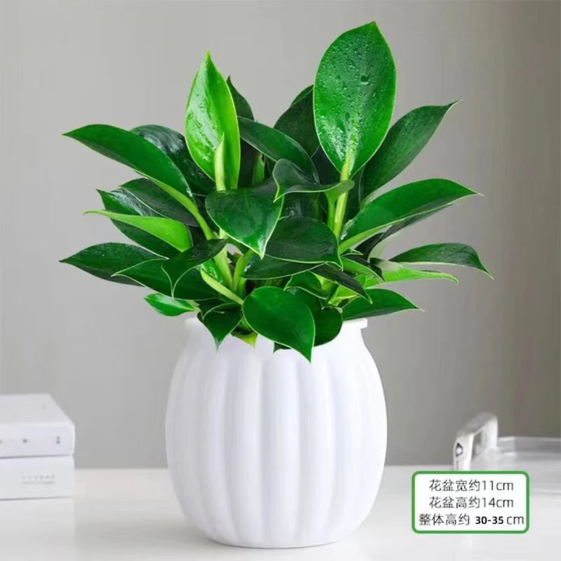 金钻绿公主【新号开播专属福利】新房专用净化空气防辐射好养活