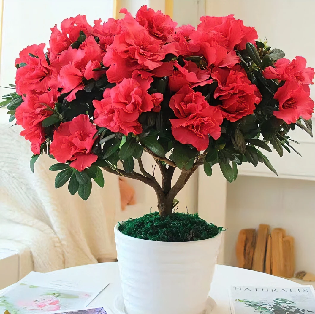 【春节开花】大红杜鹃花盆栽好养活四季开花带花苞耐寒实物养护生长