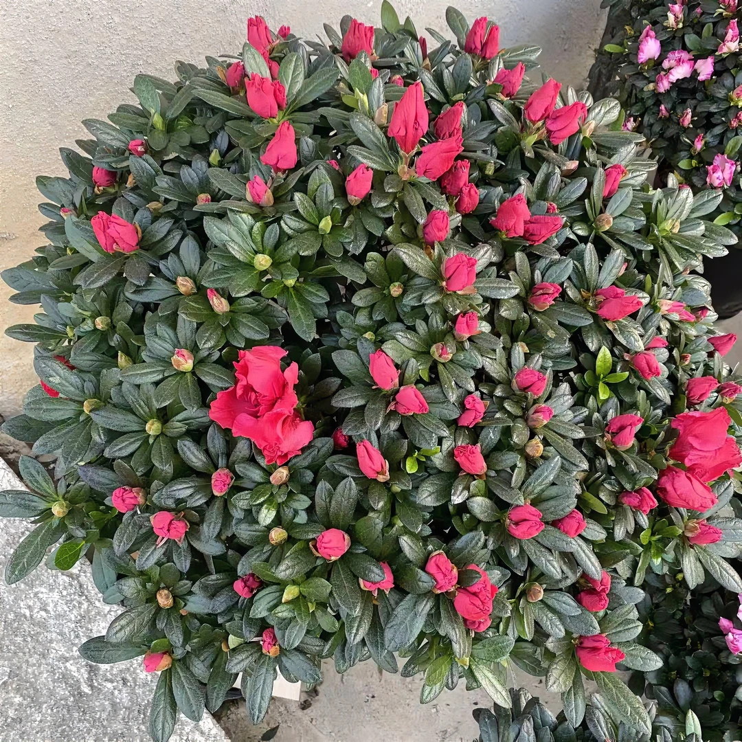 【带花苞发货】红杜鹃带花栽好养活四季绿植开花带花苞耐寒实物