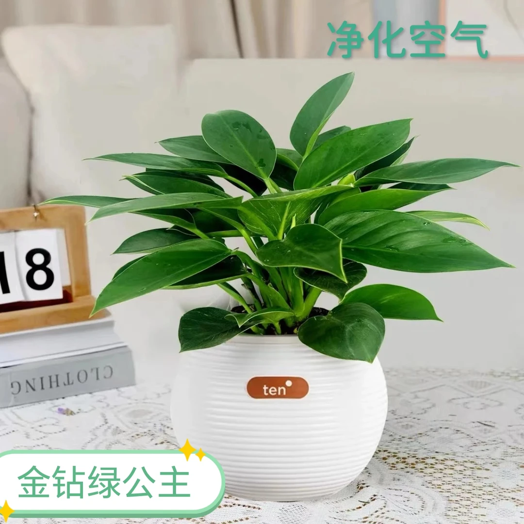 【大叶金钻蔓绿绒】室内桌面趣味盆栽好养护花卉新房绿植美观植物