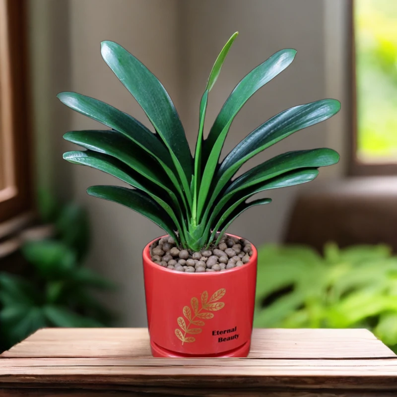 君子兰盆栽绿植基地直发规格齐全小苗盆栽花卉客厅大方好养开花