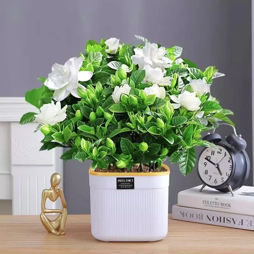 大号栀子花【带花苞发货】花卉绿植客厅懒人四季花常绿适合可爱使用