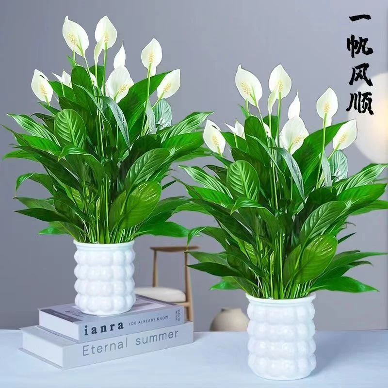 白掌鲜花一帆风顺盆栽绿植带花发货栽种好带盆办公室书房好养活
