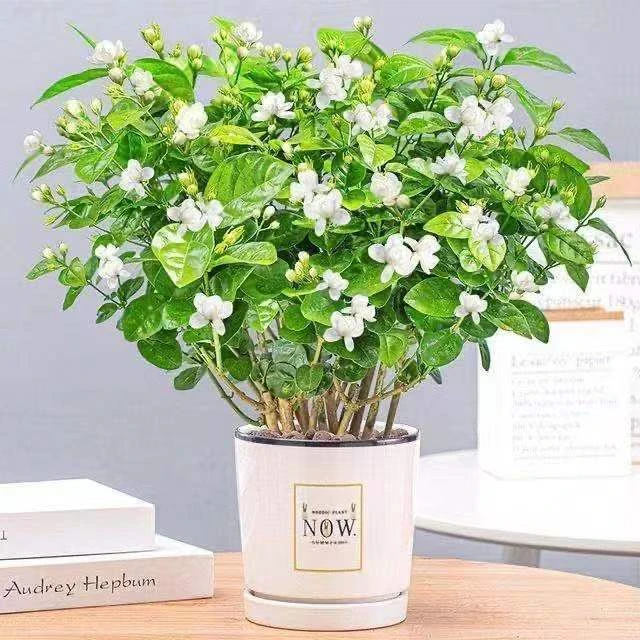 【浓香茉莉】庭院走廊阳台鲜绿养活除甲醛开花盆景盆栽种植常绿绿植