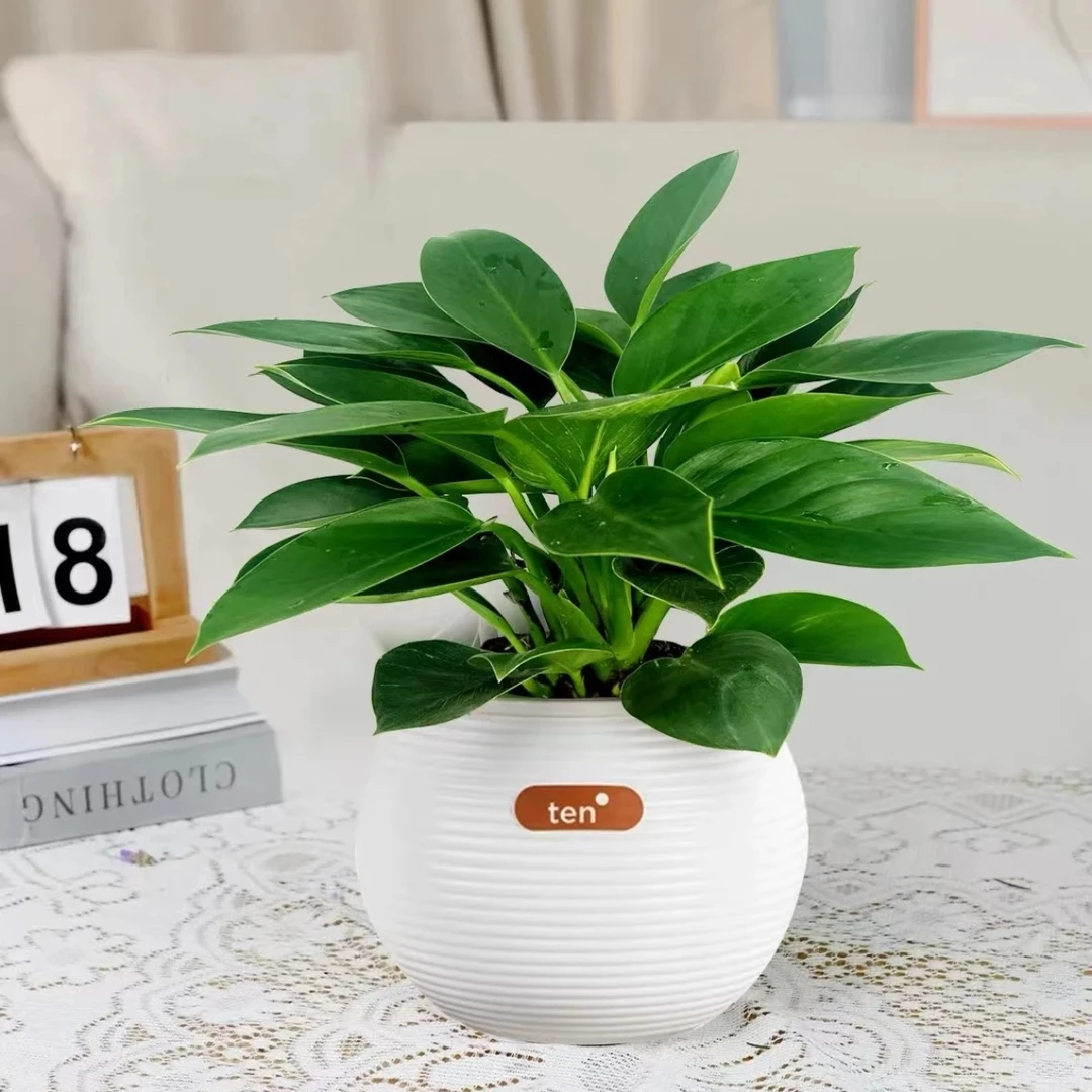 新品球盆金钻水培金钻空气净化盆栽绿植四季常青办公室绿植—广东