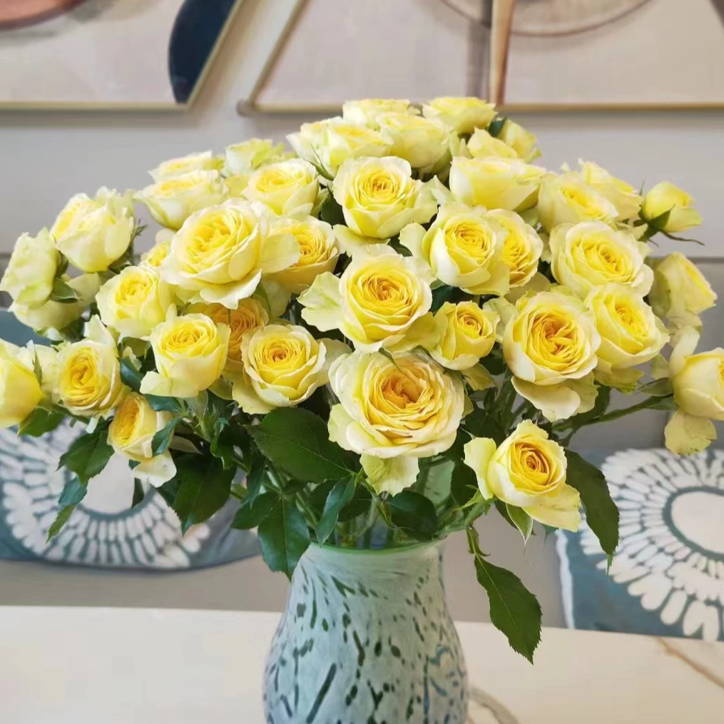 【牛油果】多头泡泡玫瑰鲜花云南鲜花基地直发