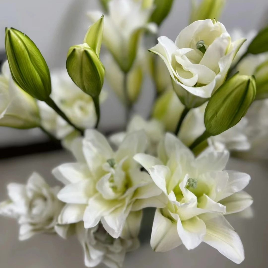 【百合】鲜花云南鲜花基地直发