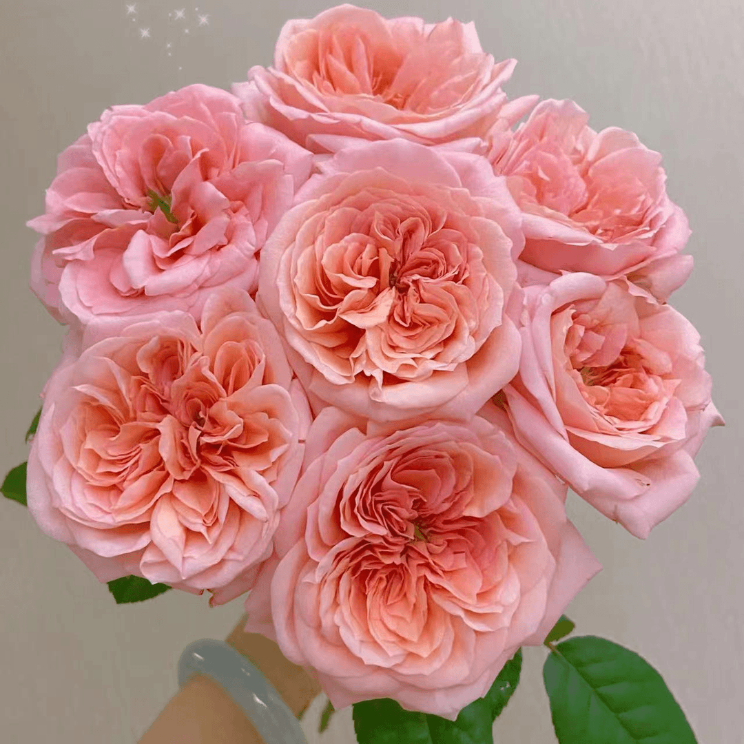 20枝【伦敦眼】单头玫瑰粉橘色奥斯丁花型玫瑰云南基地直发