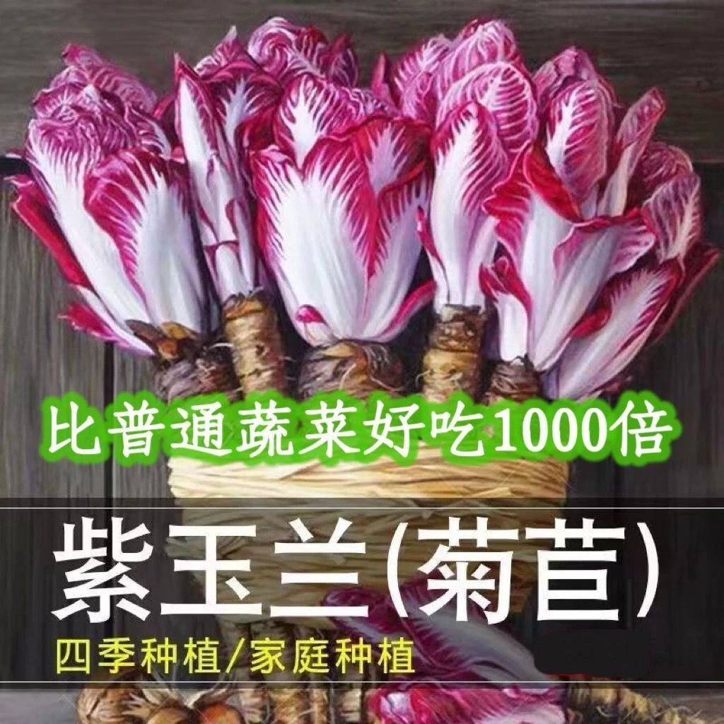 紫玉兰菜高钙红菊苣软化菊苣玉兰菜四季阳台火锅蔬菜生吃沙拉蔬菜