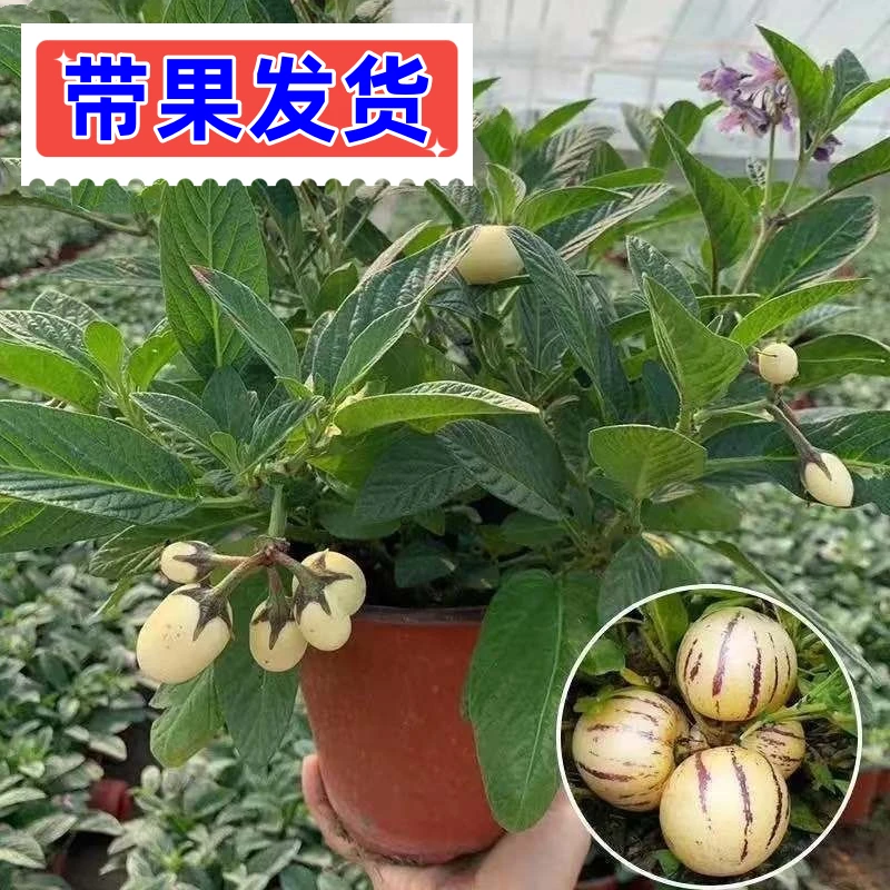 人参果苗【带果发货】盆栽四季果树苗水果人参果盆栽阳台庭院种植