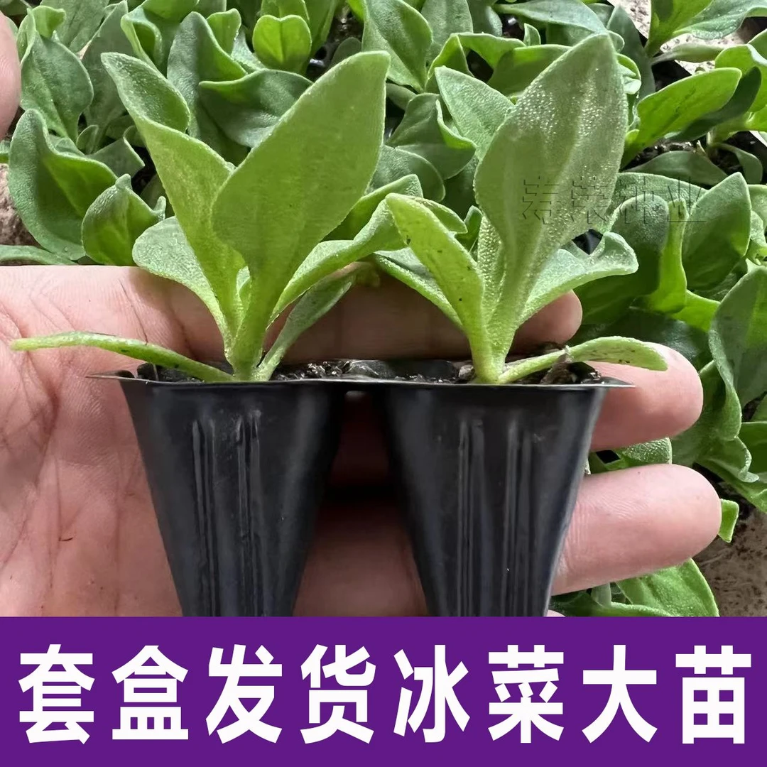 自带水晶冰菜苗阳台盆栽大苗冰草种子四季种植