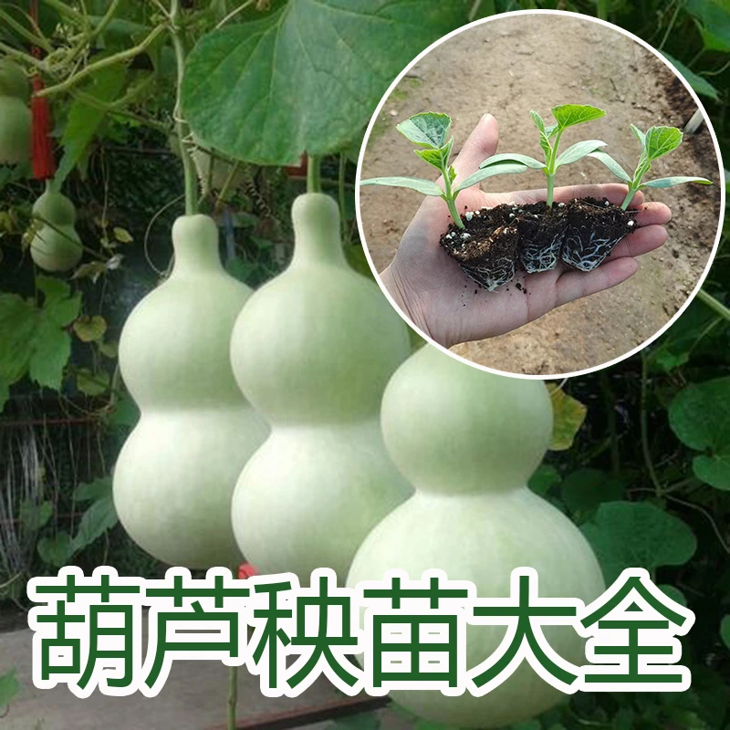 葫芦苗文玩葫芦种籽宝葫芦苗秧阳台庭院爬藤盆栽文玩蔬菜葫芦种植