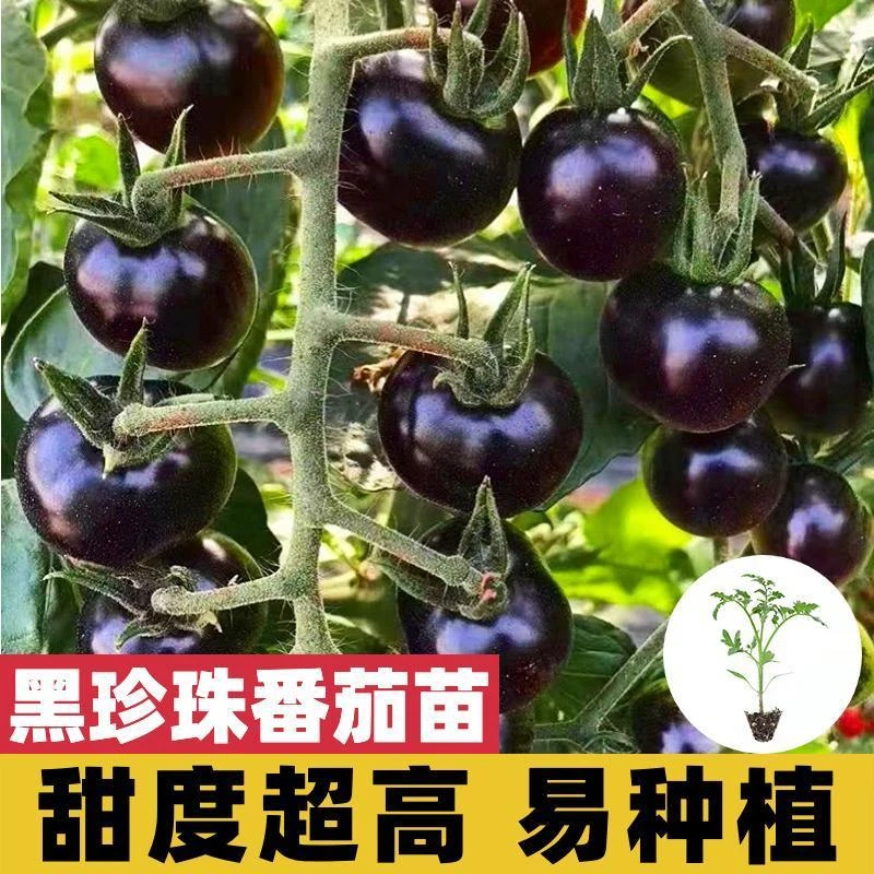 超甜黑珍珠番茄苗秧苗糖水樱桃小番茄圣女果四季盆栽阳台苗