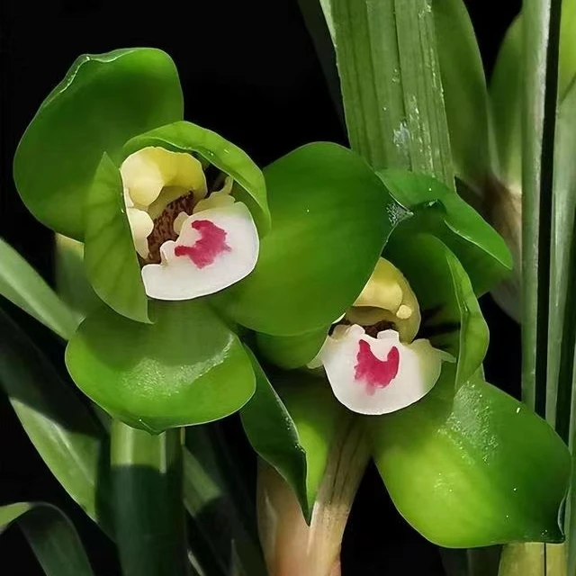 贵州资源艺草兰花绿植盆栽 一物一拍