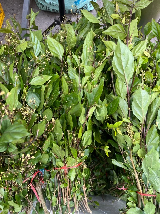 腐婢树泰顺地方特产豆腐柴神仙