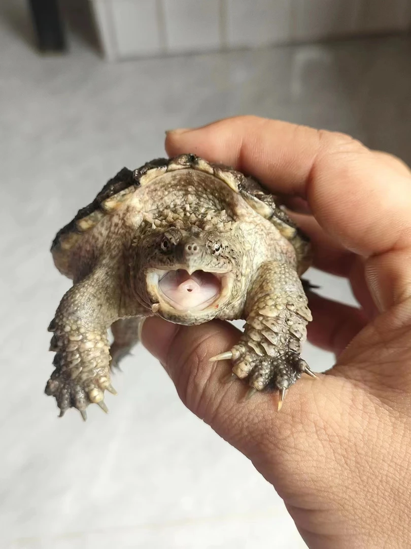 观赏宠物龟活体水宠物