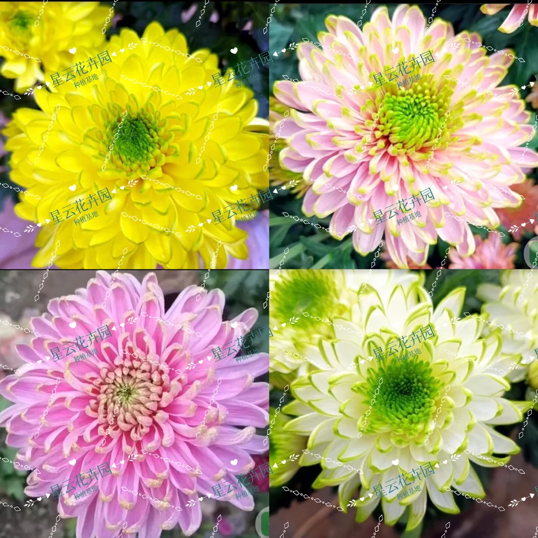 菊花【天赞】大菊花苗九月大菊，切花品种简单好养