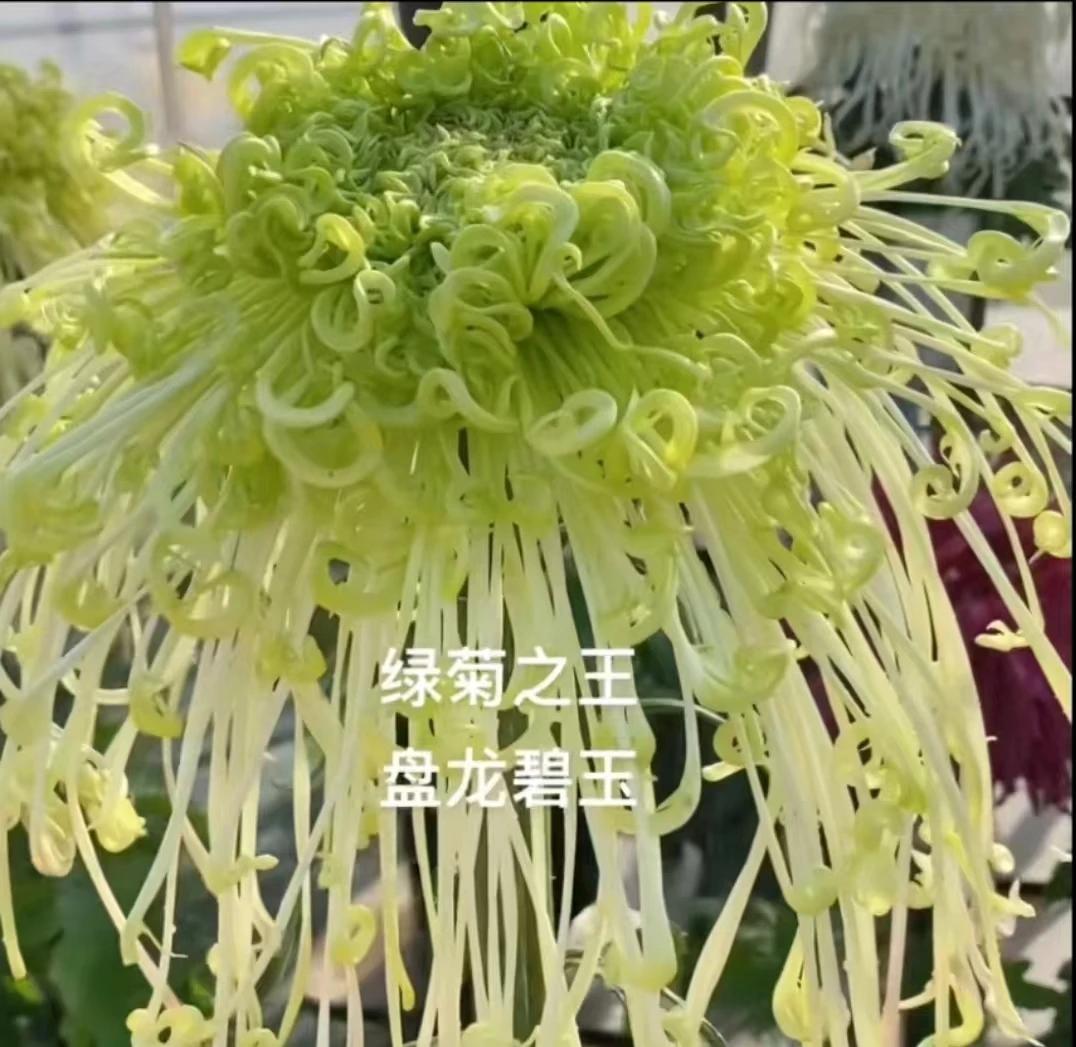 盘龙碧玉绿菊之王【带花苞】