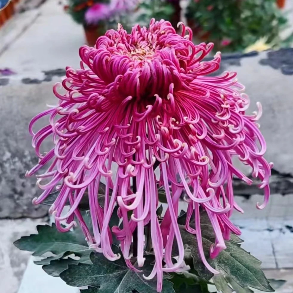 九月菊【紫霞仙子】菊花大苗 盆栽大花系列开花漂亮耐寒植物