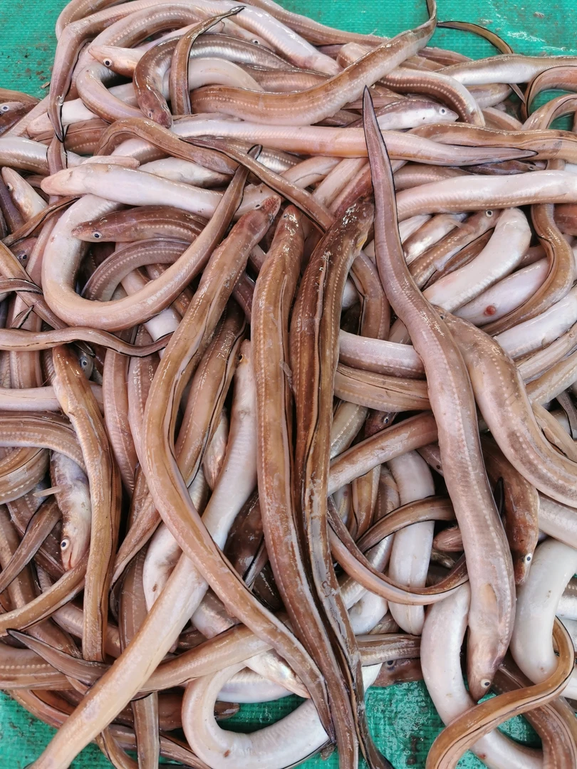 （七星鳗）青岛小船捕捞纯野生七星鳗