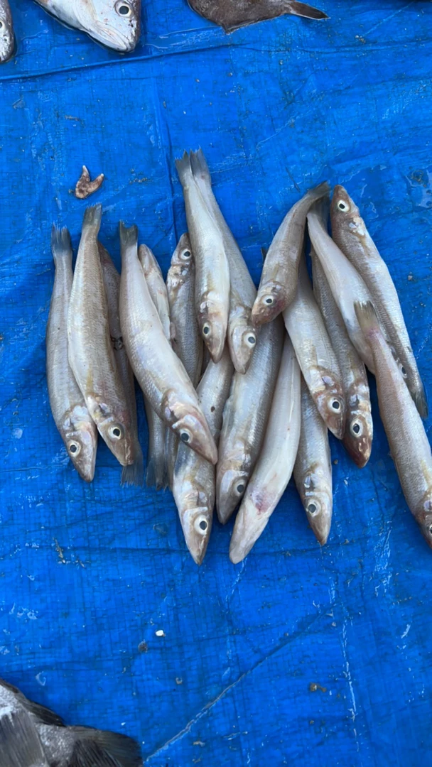 （沙丁鱼）青岛小渔村码头木船当天捕捞新鲜
