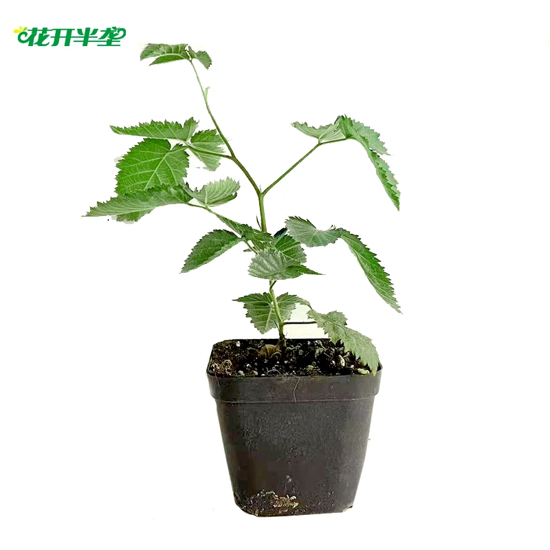 树莓苗 黑树莓 红树莓 黄树莓 黄泡 黑树莓B13 不包活