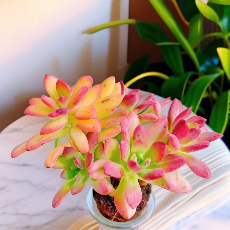 【彩云专属】小叮当锦1颗(不含花器)