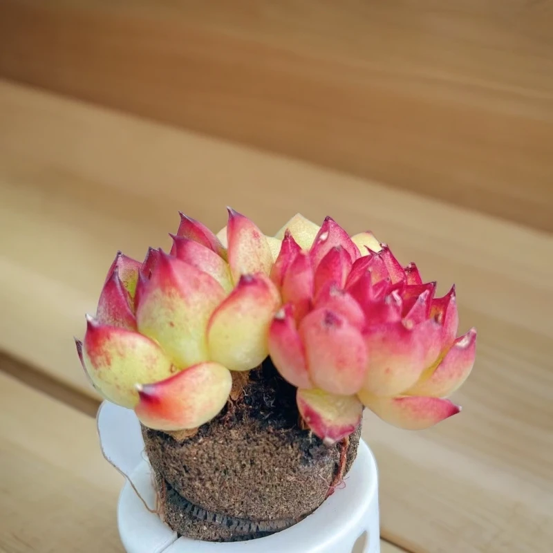 【彩云专属】金玉满堂1颗（不含花器）
