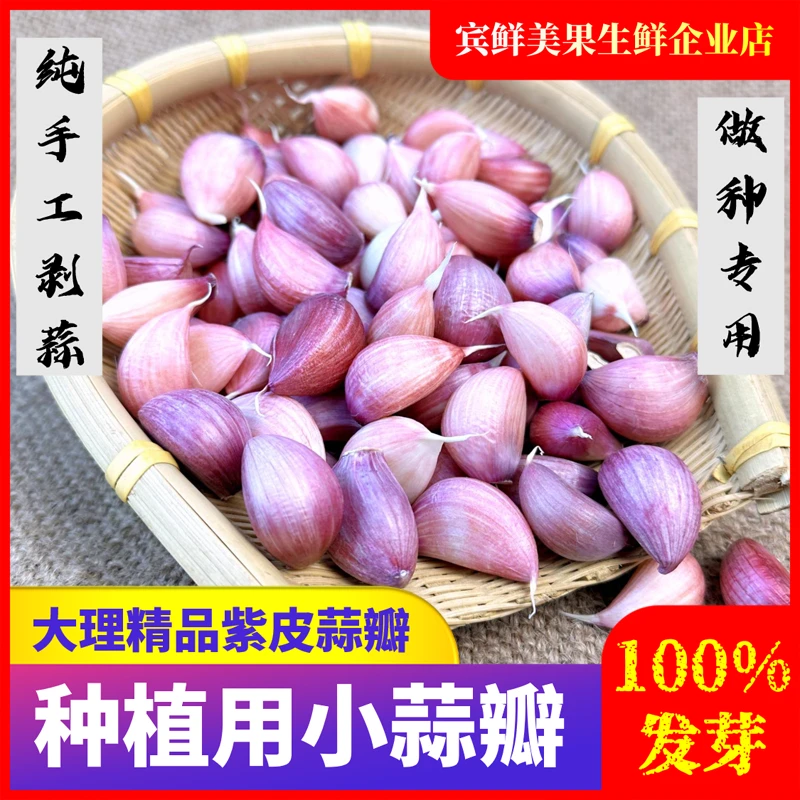 【中小号】紫皮蒜瓣蒜子蒜米大蒜干蒜腊八蒜泡蒜5/9/45斤多种包赔