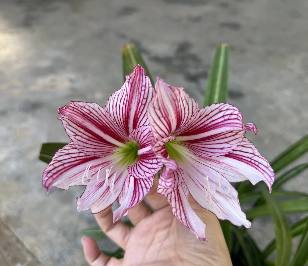 白肋迷你小型 朱顶红 孤挺花 sona1618 杂交的好母本